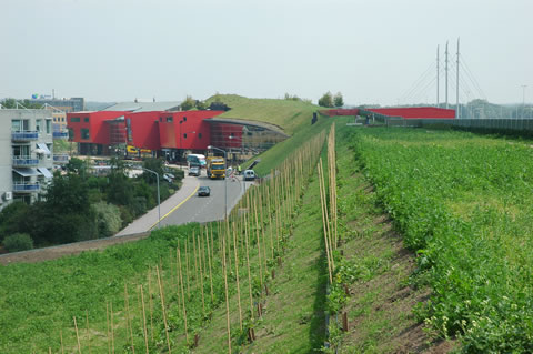 druiventeelt op geluidswal