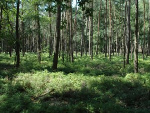 foto van Groesbeeks bos